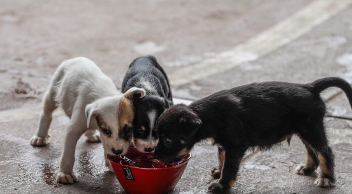 ¡Cuidado con golpe de calor en mascotas! Conoce las recomendaciones en el EdoMéx
