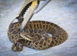 UAEMÉX OFRECE CURSOS DE CAPACITACIÓN SOBRE MANEJO DE REPTILES Y ARÁCNIDOS A INTEGRANTES DE COMUNIDAD UNIVERSITARIA