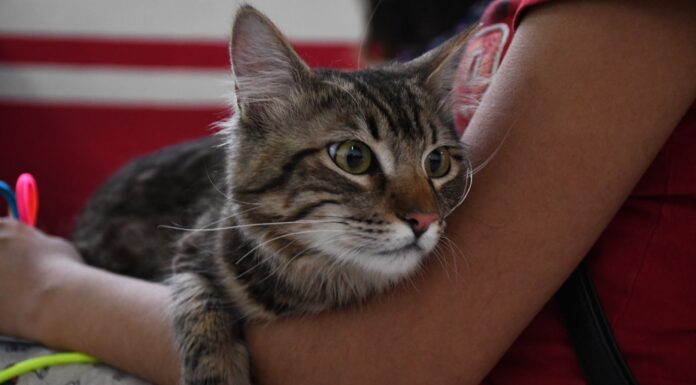 ¡PROTEGE A TU LOMITO O MICHI! LLÉVALO A LA JORNADA GRATUITA DE VACUNACIÓN ANTIRRÁBICA CANINA Y FELINA EN EL EDOMÉX