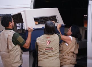 Habilita GEM refugio, atención veterinaria y terapias de rehabilitación para los 108 perros localizados en situación de maltrato en Mexicaltzingo