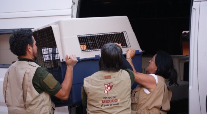 Habilita GEM refugio, atención veterinaria y terapias de rehabilitación para los 108 perros localizados en situación de maltrato en Mexicaltzingo