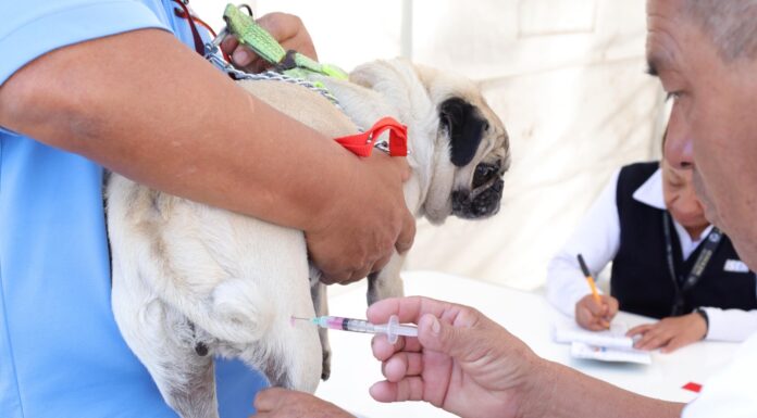 Aplica Secretaría de Salud del EdoMéx más de un millón de dosis antirrábicas a perros y gatos en exitosa jornada de vacunación