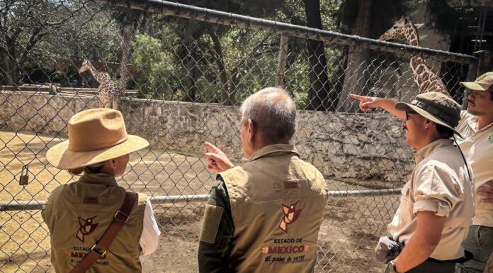 ESPECIALISTAS DEL EDOMÉX Y DE GUADALAJARA INTERCAMBIAN EXPERIENCIAS EN MATERIA DE BIENESTAR ANIMAL