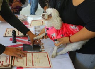 PRIORIZA ECATEPEC ATENCIÓN DE ANIMALES EN SITUACIÓN DE RIESGO