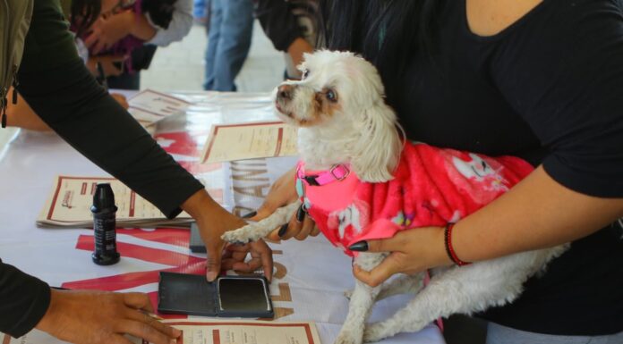 PRIORIZA ECATEPEC ATENCIÓN DE ANIMALES EN SITUACIÓN DE RIESGO