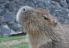 ¡Conoce al capibara en el Parque Ecológico Zacango! Ofrecen convivencia guiada con el roedor más grande del mundo