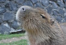 ¡Conoce al capibara en el Parque Ecológico Zacango! Ofrecen convivencia guiada con el roedor más grande del mundo