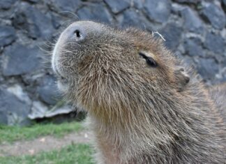 ¡Conoce al capibara en el Parque Ecológico Zacango! Ofrecen convivencia guiada con el roedor más grande del mundo