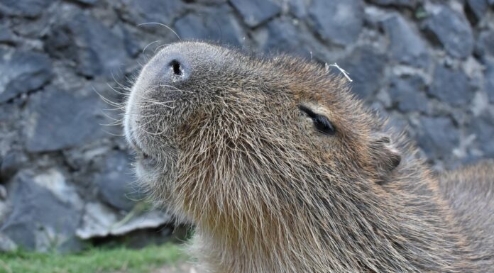 ¡Conoce al capibara en el Parque Ecológico Zacango! Ofrecen convivencia guiada con el roedor más grande del mundo