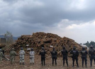 Autoridades aseguran más de mil rollos de madera en operativo contra tala clandestina en Coatepec Harinas