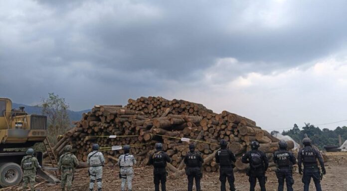 Autoridades aseguran más de mil rollos de madera en operativo contra tala clandestina en Coatepec Harinas