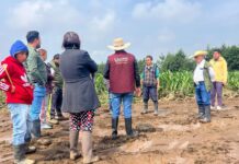 Activa Delfina Gómez seguro agroclimático en Santiago Tianguistenco; apoyos serán de hasta 12 mil pesos por productor