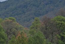 CDMX y Edomex se unen para rescatar los bosques metropolitanos: firman convenio ambiental