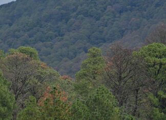 CDMX y Edomex se unen para rescatar los bosques metropolitanos: firman convenio ambiental