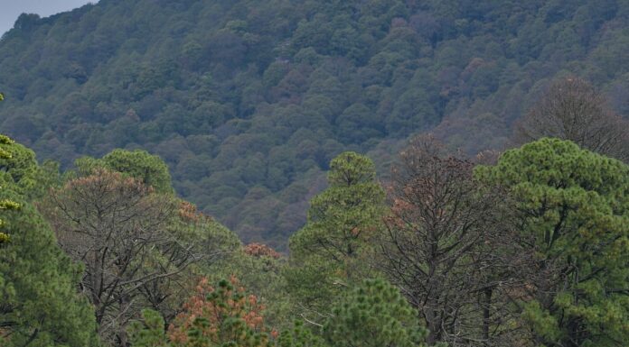 CDMX y Edomex se unen para rescatar los bosques metropolitanos: firman convenio ambiental