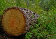 Edoméx endurece castigos por delitos ambientales y avanza en agenda ecológica