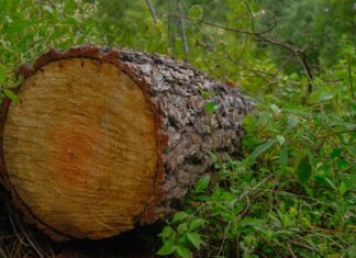 Edoméx endurece castigos por delitos ambientales y avanza en agenda ecológica