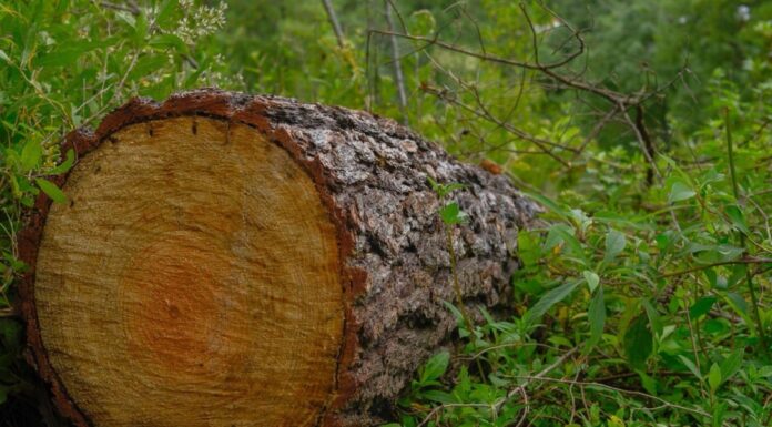 Edoméx endurece castigos por delitos ambientales y avanza en agenda ecológica