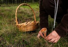 “Hongosto” florece en los bosques del Edoméx: una experiencia de sabores, saberes y conexión con la naturaleza