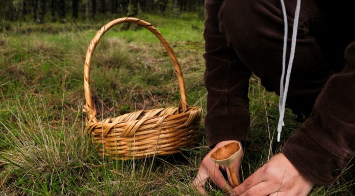 “Hongosto” florece en los bosques del Edoméx: una experiencia de sabores, saberes y conexión con la naturaleza