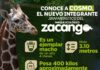 Cosmo, la nueva jirafa del Parque Ecológico Zacango, ya puede ser visitada por las familias mexiquenses