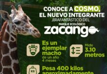Cosmo, la nueva jirafa del Parque Ecológico Zacango, ya puede ser visitada por las familias mexiquenses