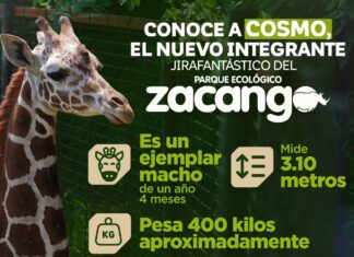 Cosmo, la nueva jirafa del Parque Ecológico Zacango, ya puede ser visitada por las familias mexiquenses