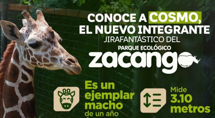 Cosmo, la nueva jirafa del Parque Ecológico Zacango, ya puede ser visitada por las familias mexiquenses