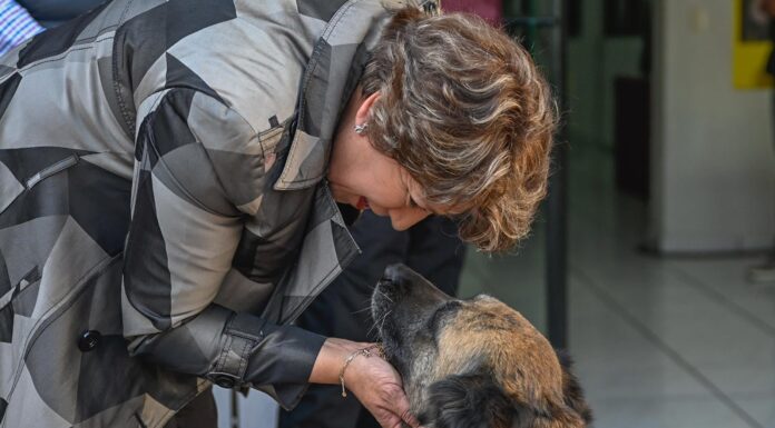 🐾 Estado de México conmemora el Día Mundial del Perro: refuerzan acciones a favor del bienestar animal