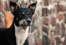 Impulsa Congreso mexiquense reformas para proteger a los animales y garantizar su bienestar