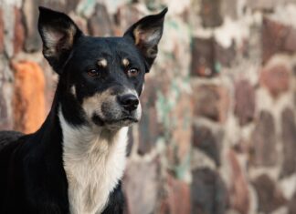 Impulsa Congreso mexiquense reformas para proteger a los animales y garantizar su bienestar