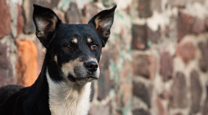 Impulsa Congreso mexiquense reformas para proteger a los animales y garantizar su bienestar