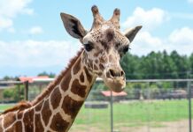 Llega “Cosmo” al EdoMéx: Delfina Gómez presenta nueva jirafa en el Parque Ecológico Zacango