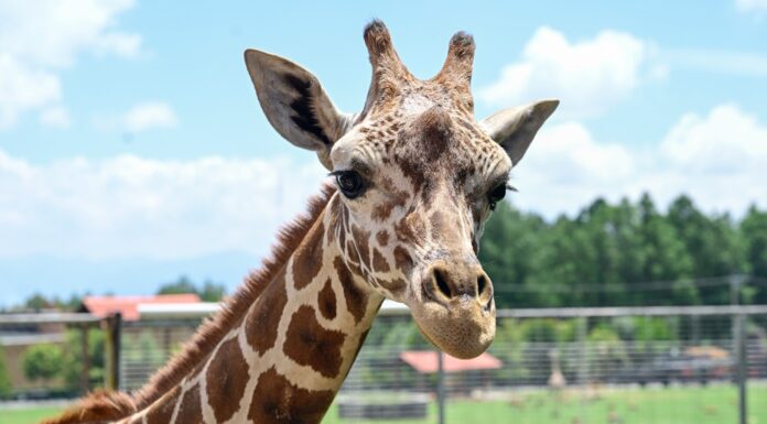 Llega “Cosmo” al EdoMéx: Delfina Gómez presenta nueva jirafa en el Parque Ecológico Zacango
