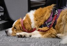 Edoméx, pionero nacional en permitir animales de asistencia en instalaciones judiciales