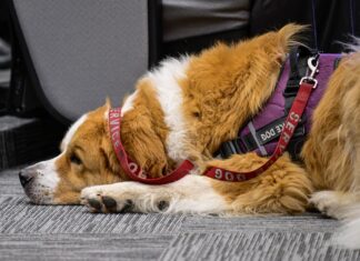 Edoméx, pionero nacional en permitir animales de asistencia en instalaciones judiciales