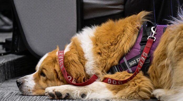 Edoméx, pionero nacional en permitir animales de asistencia en instalaciones judiciales