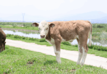 Aumentan enfermedades zoonóticas en Edomex sin campañas de prevención, alertan especialistas