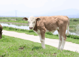 Aumentan enfermedades zoonóticas en Edomex sin campañas de prevención, alertan especialistas