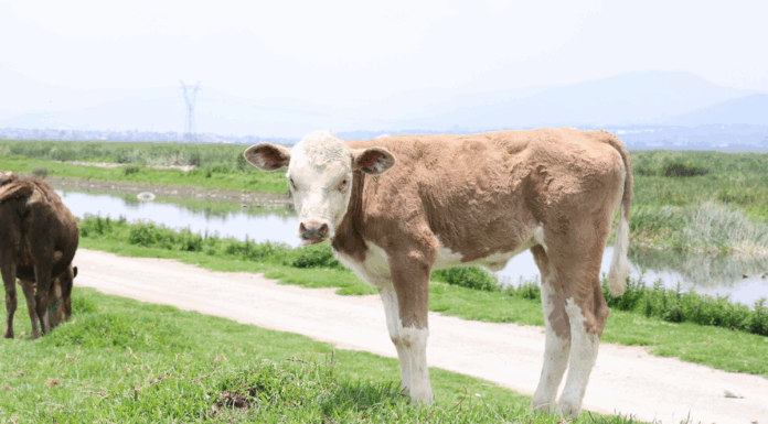 Aumentan enfermedades zoonóticas en Edomex sin campañas de prevención, alertan especialistas
