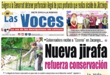 Gobernadora recibe a “Cosmo” en Zacango. Nueva jirafa refuerza conservación