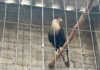 Rescatan 115 aves de corral y un ave rapaz en peligro de extinción en Atizapán; inmueble queda asegurado