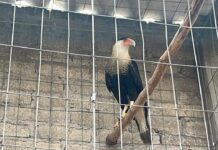 Rescatan 115 aves de corral y un ave rapaz en peligro de extinción en Atizapán; inmueble queda asegurado