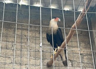 Rescatan 115 aves de corral y un ave rapaz en peligro de extinción en Atizapán; inmueble queda asegurado