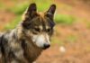 Estado de México lidera conservación del lobo mexicano con la mayor población en resguardo del país