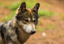 Estado de México lidera conservación del lobo mexicano con la mayor población en resguardo del país