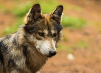 Estado de México lidera conservación del lobo mexicano con la mayor población en resguardo del país
