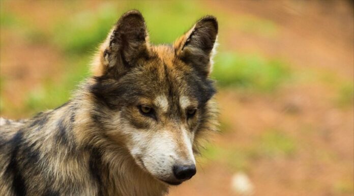 Estado de México lidera conservación del lobo mexicano con la mayor población en resguardo del país