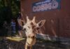 Cosmo, la nueva jirafa del Parque Ecológico Zacango, conquista corazones en su debut oficial