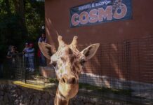 Cosmo, la nueva jirafa del Parque Ecológico Zacango, conquista corazones en su debut oficial